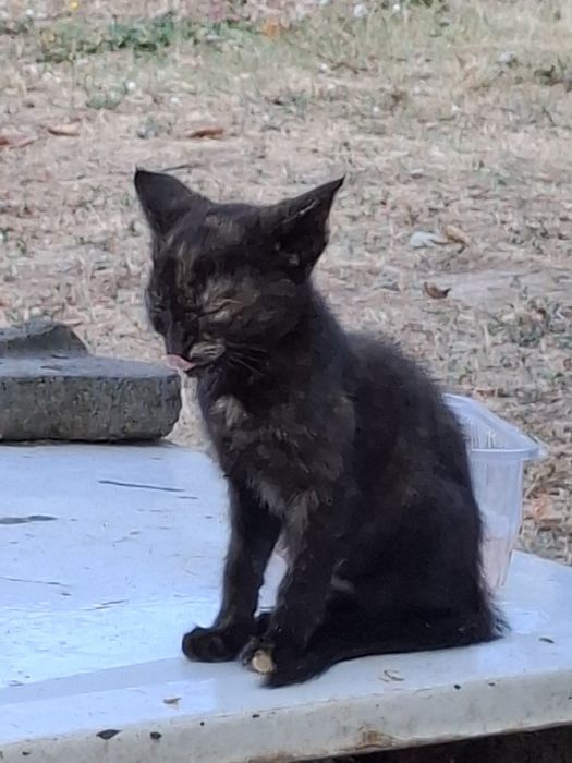 Подарявам котенца