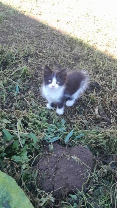 Отдам котят в добрые руки