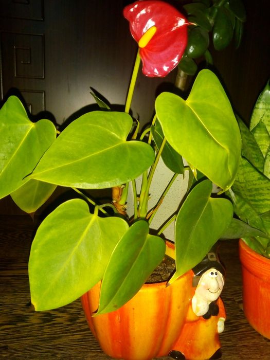 Сансевиера,коледниче,исусов венец,кротон,бамбук,дървовидно алое,красул