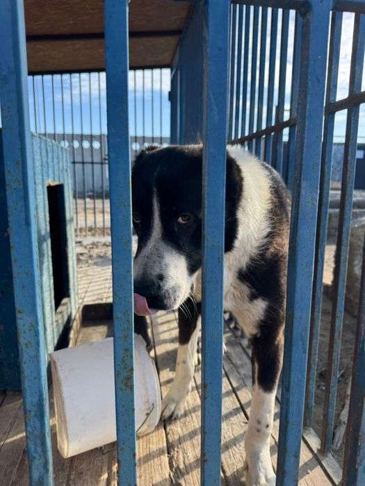 Алабай 1 год