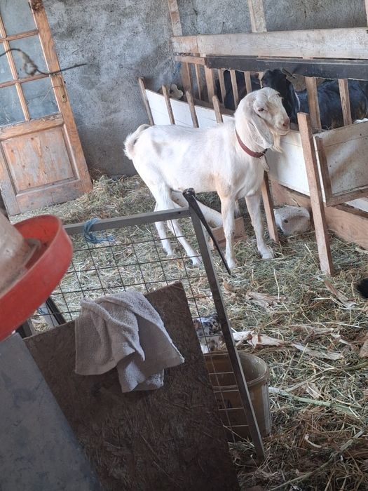 Vând /Schimb.Țap Anglonubian