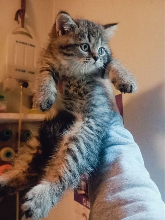 Sankt-Peterburgdagi eng qimmat fohishalar