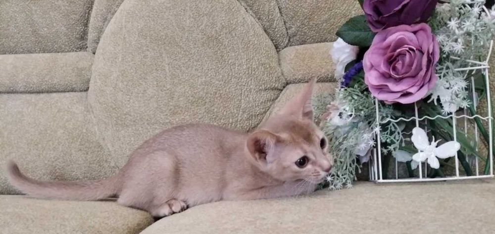 Абиссинские красавицы