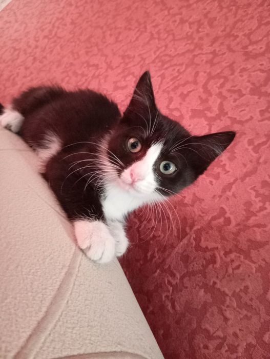 Отдам девочек в добрые руки