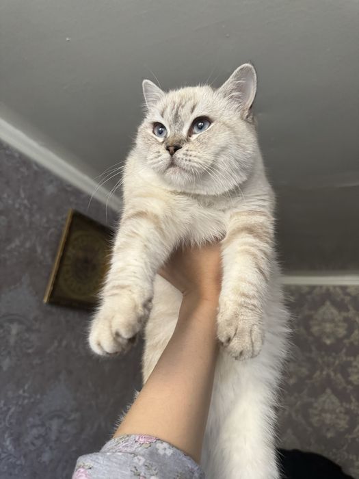 ВЯЗКА британский кот Серебристая Шиншила vyazka mushuk nasil olishga