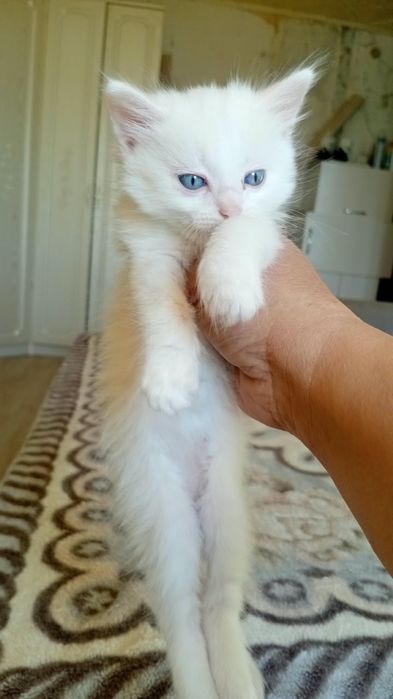 Отдам в добрые руки 1 месяц