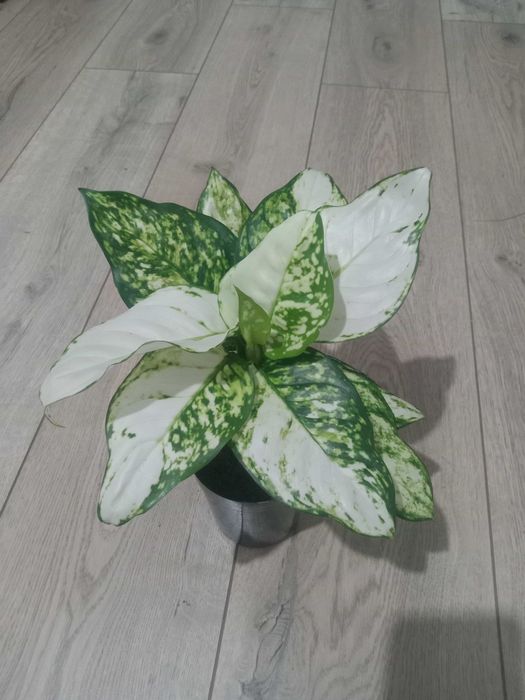 Продам комнатные цветы