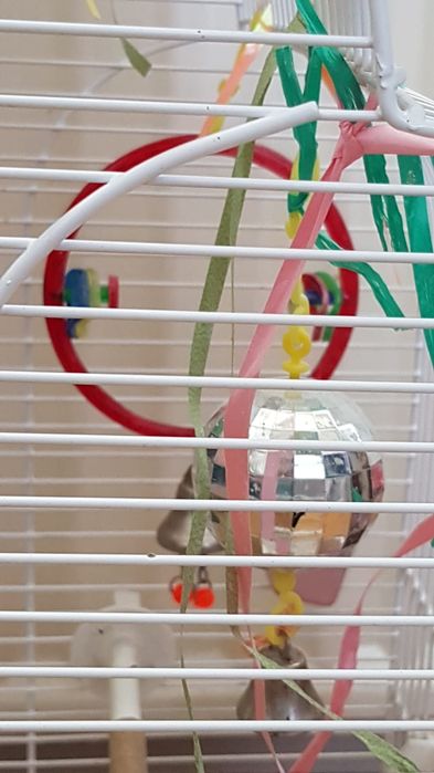 Pet sitting / Cazare animale