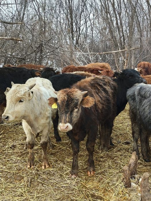 Продам Бычков породы гелефорд