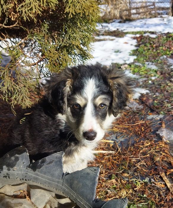 Очаровательная щенок-девочка ищет дом :)