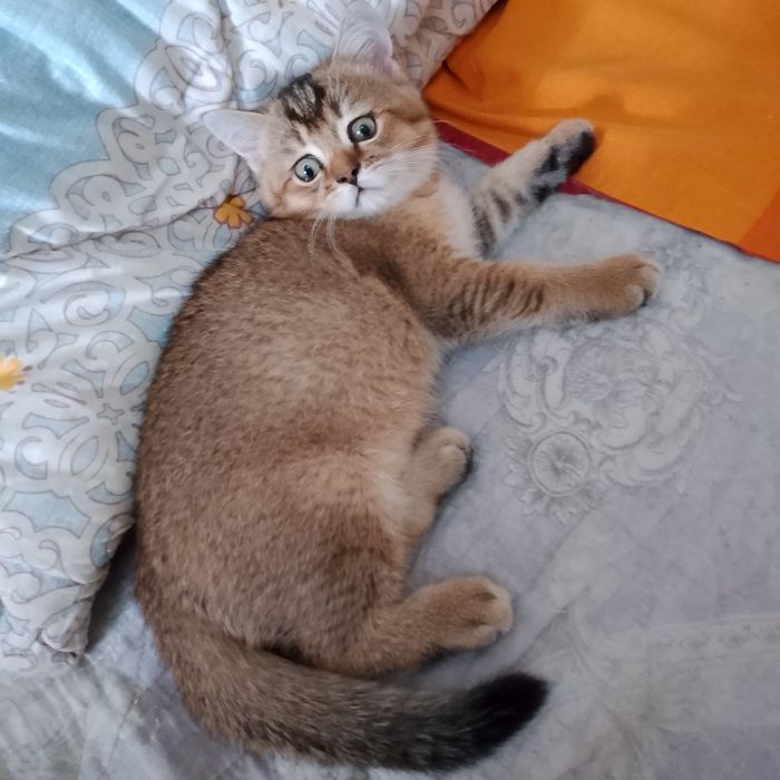 Золотые британские котята