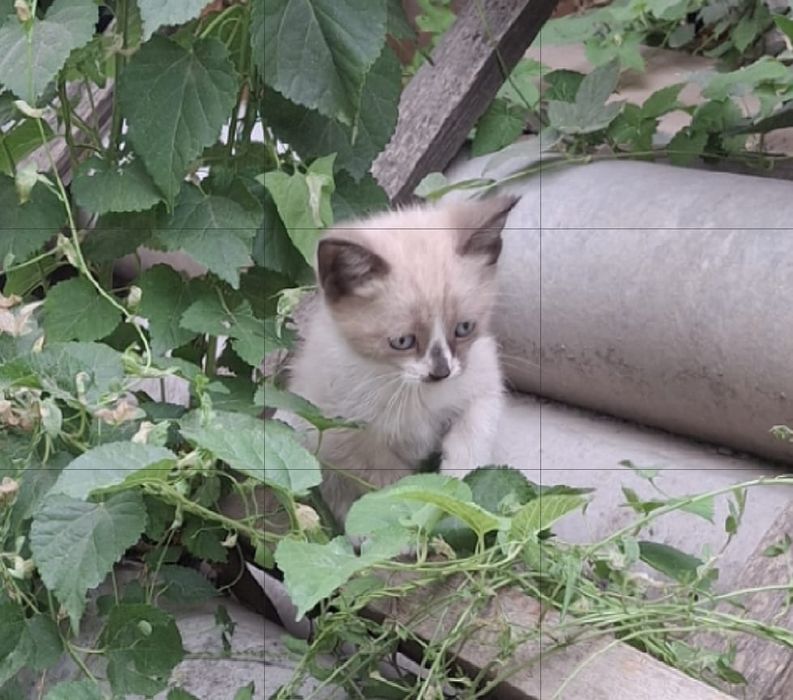 Котята в добрые руки