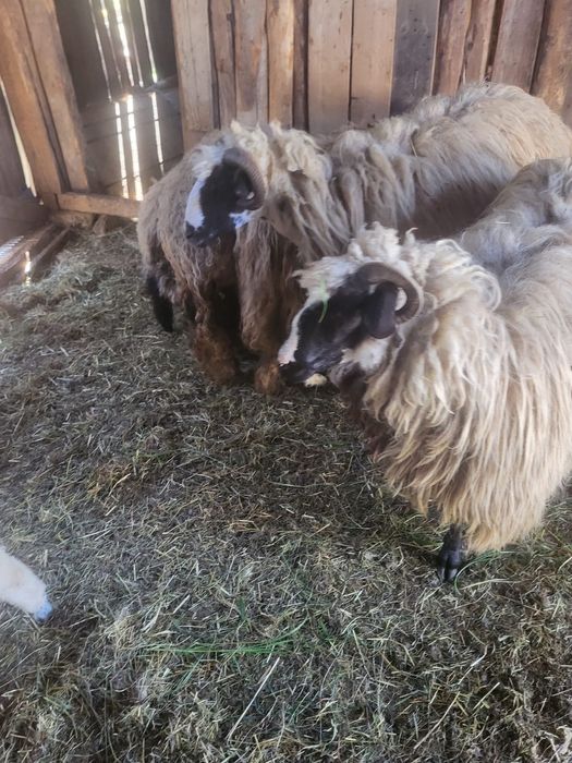 Vând oi breze 1100 de lei