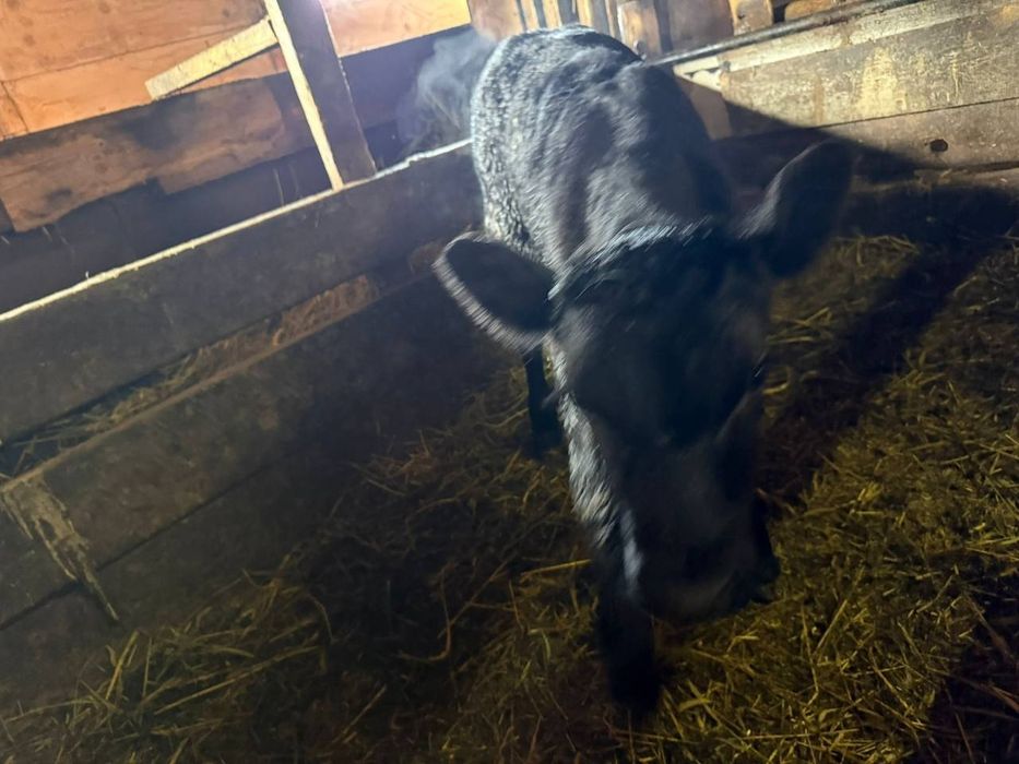 Продам бычок 10 дней