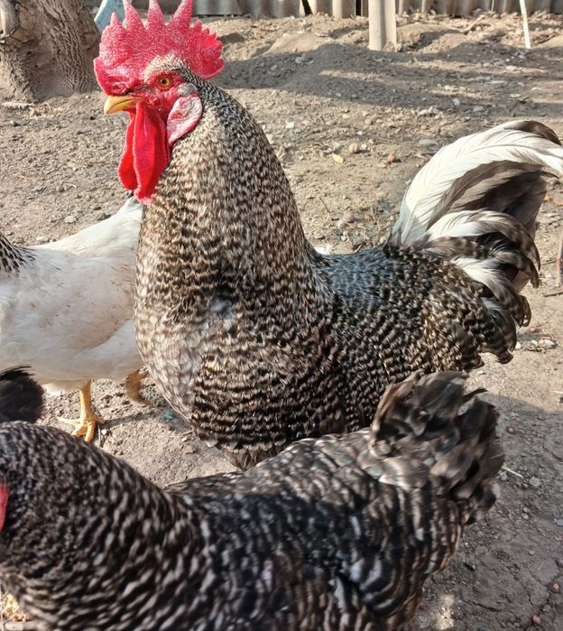 Петух породы Амброкс