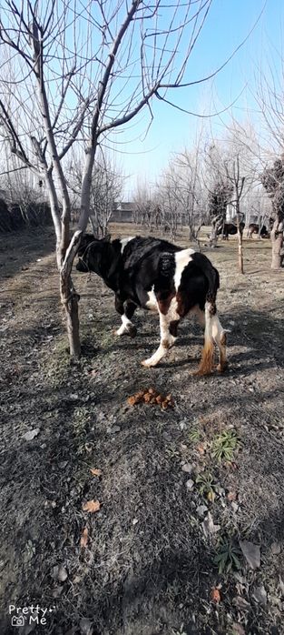 Gibrit gunojin 5 oylik bugoz