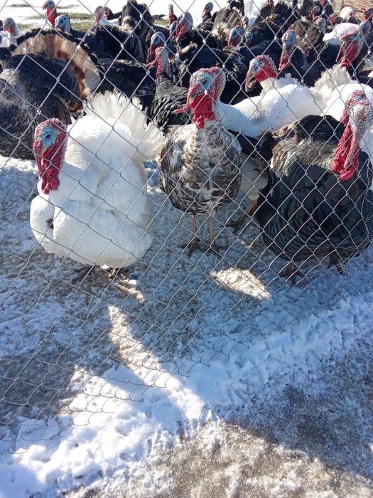 Индюки продам вывод Апрель 2025