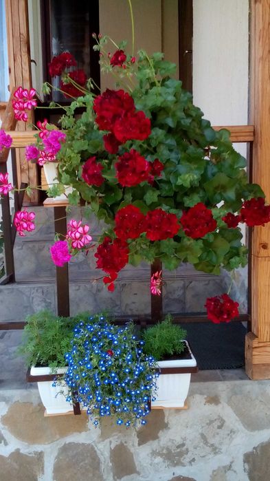 Продава се Къща в с. Дойренци, Област Ловеч - 200 кв.м за 222 €/кв.м - Снимка #8