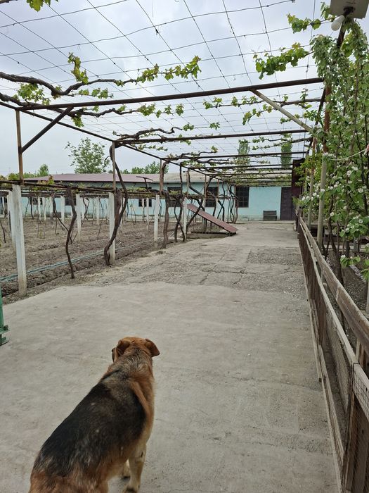 Ёрмазорда 3 та 9 сотихлик участка. Катедж куриб сотувчилар учун аъло и