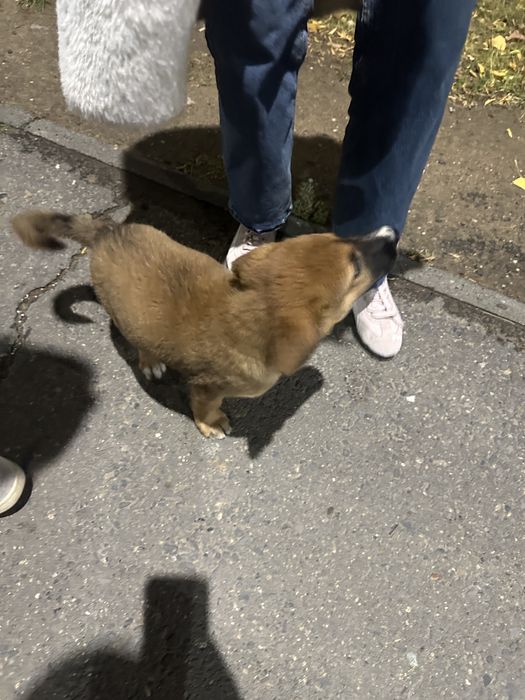 Щенок , отдадим в хорошие руки это девочка