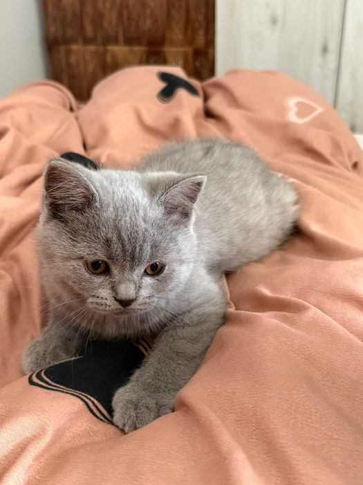 British Shorthair și Scottish Fold