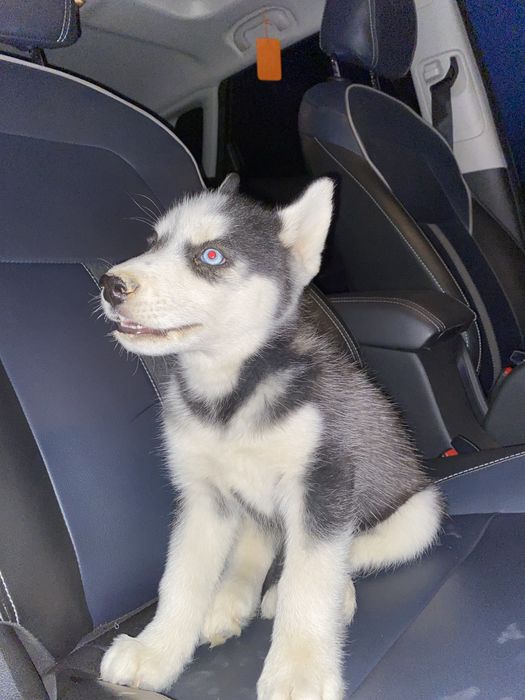 Хаски, 1 йиллик, нархи 500$