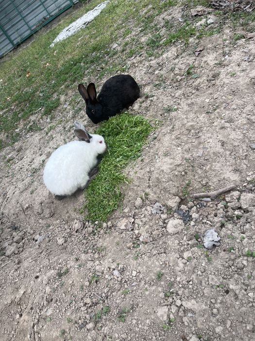 Quyon Sotiladi 1 Ogʻil 1 Qiz In alohida sotiladi