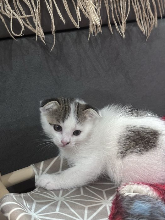 Котенок (м) в добрые руки