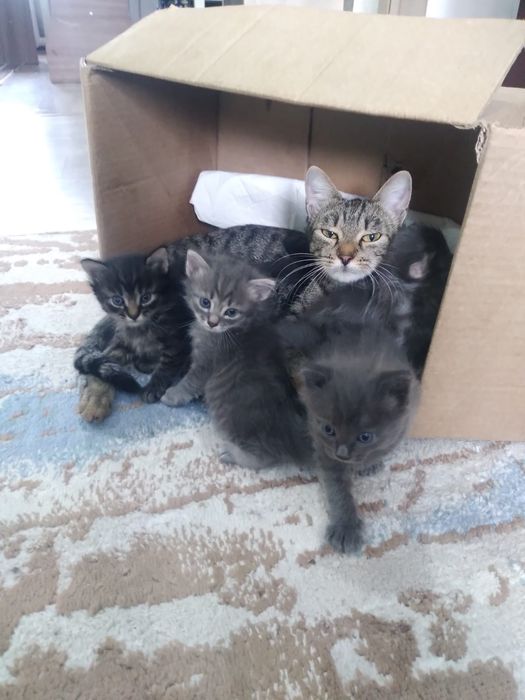 Отдам котят  в добрые руки