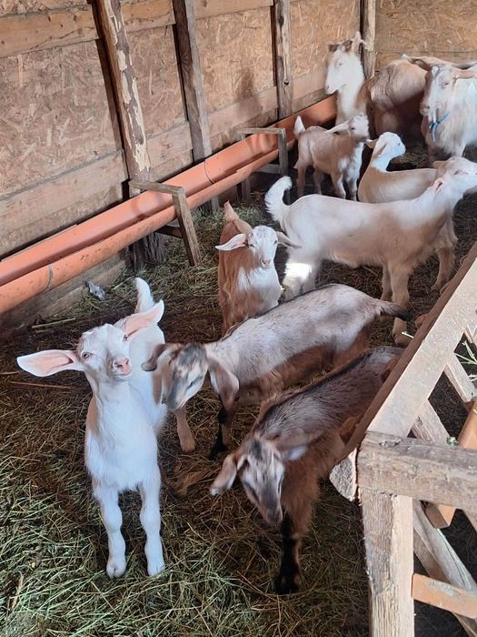 De vanzare iezi metisuri