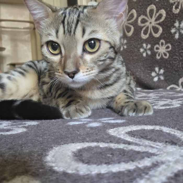 Бенгальский котенок