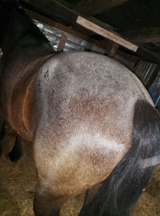 iapa de 8 ani foarte cuminte