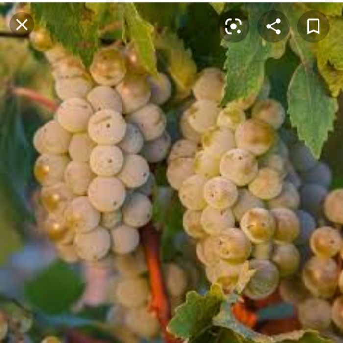 Struguri de vin toate soiurile