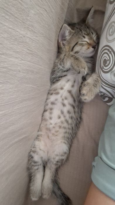 Котенок 2 месяца отдам