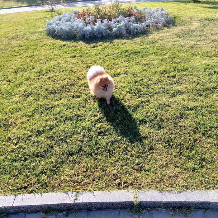 Померанский шпиц на вязку, клубный FCI KFU НКПНО и СДС