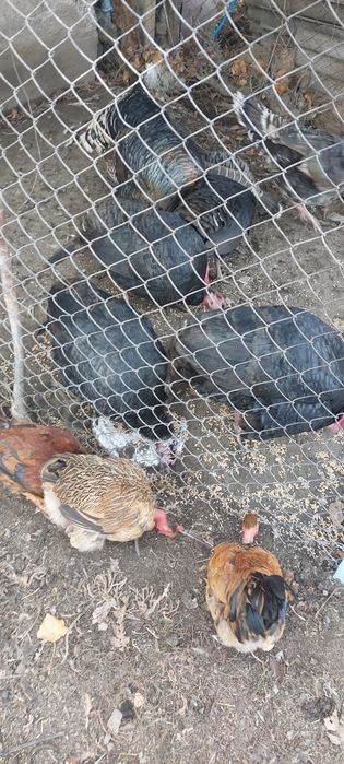 Индюки крупные продам