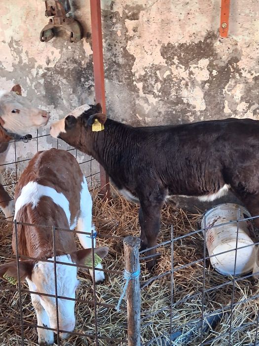 De vânzare trei masculi