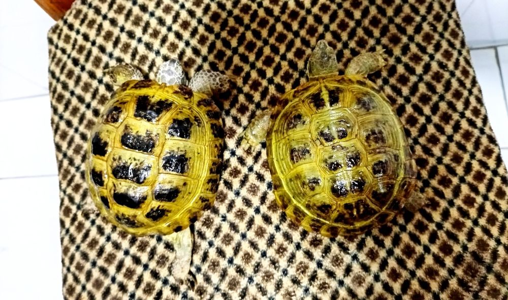 Toshbaqa sotiladi!(Продается черепашки!)