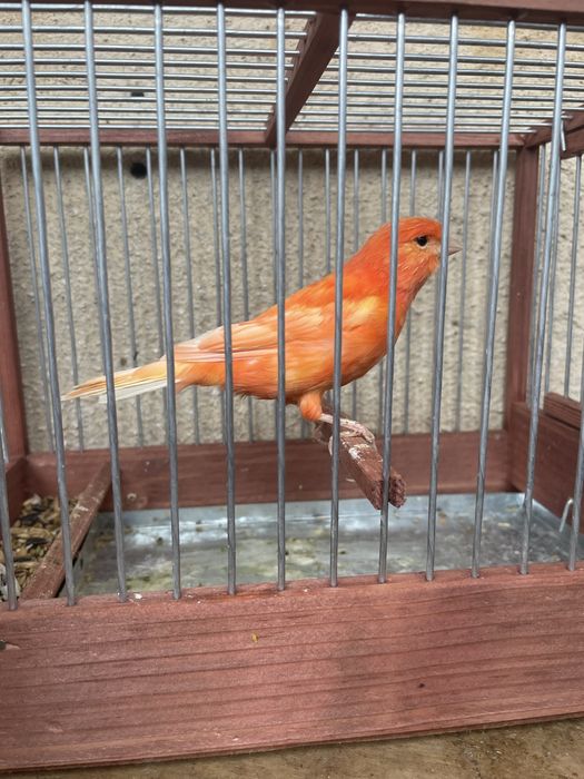 Canari slavujar si de culoare