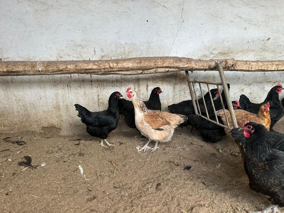 Инкубационное яйцо