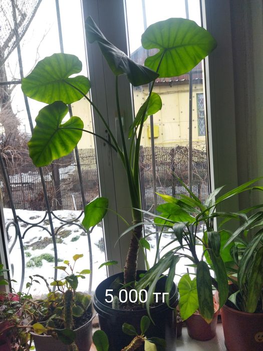 Комнатные цветы разные
