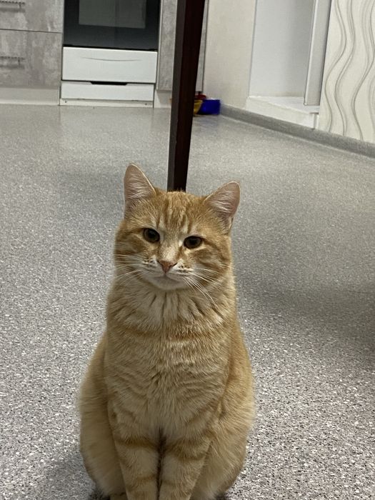 Котик ищет дом.
