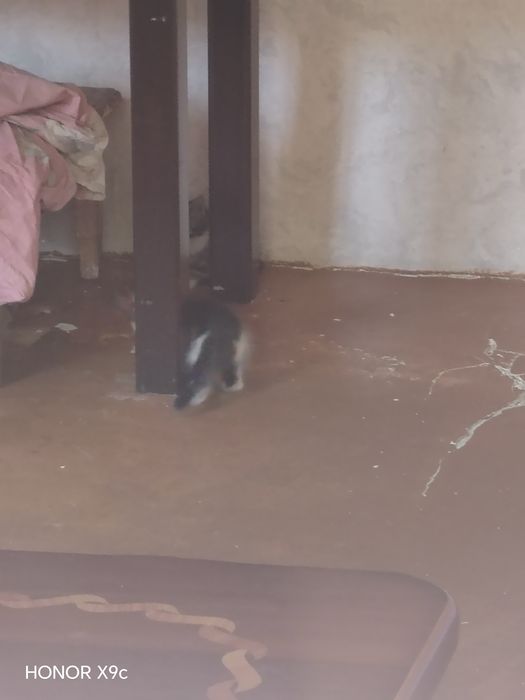 Mushuklar bor 1 ta onasi 5 ta bolasi