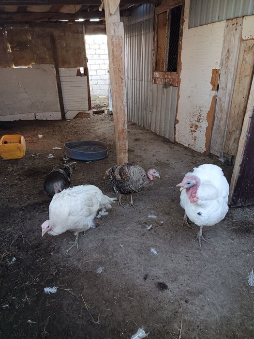 Индюк сатылады  ,