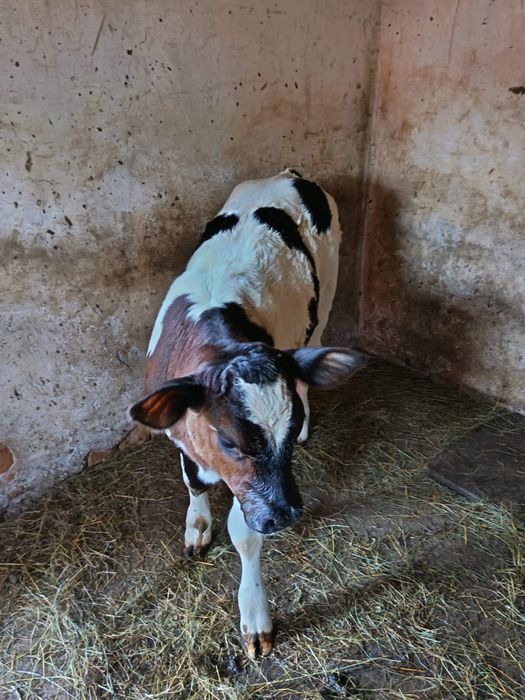 Vită Belgian Blue – vițea tânără