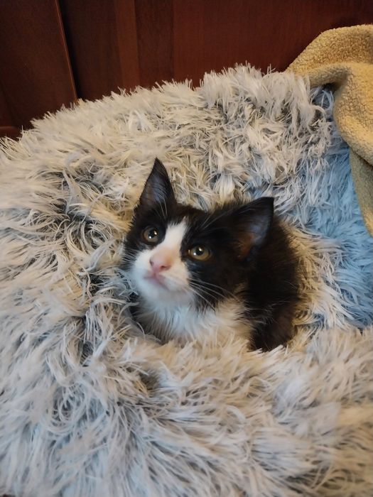 Маленькая кошечка девочка