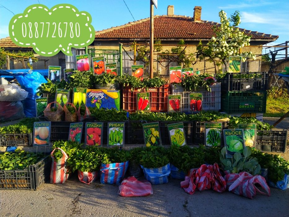 Готов разсад ранни домати краставици ягоди