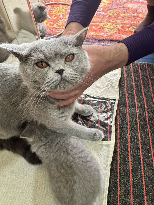 Продаются скоттиш фолд