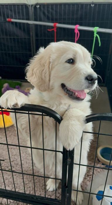 Golden Retrievers cu Pedigree FCI