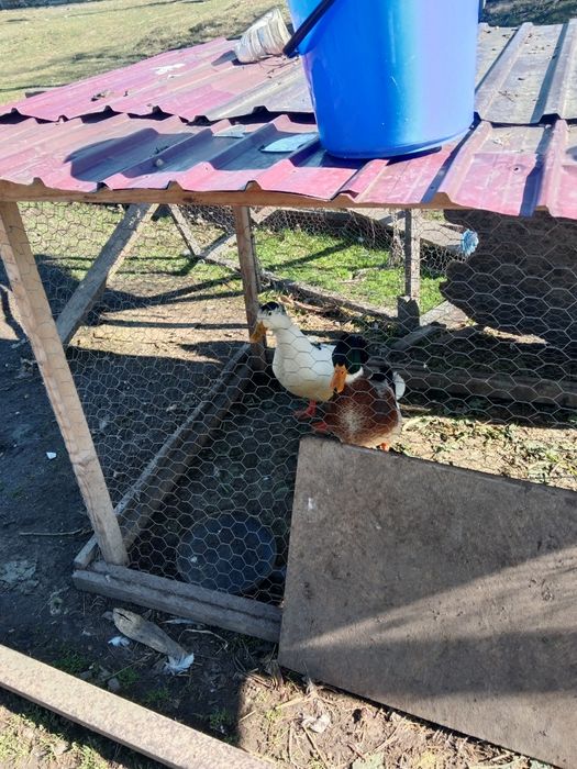 Vând 2 rățoi de anul trecut și curci